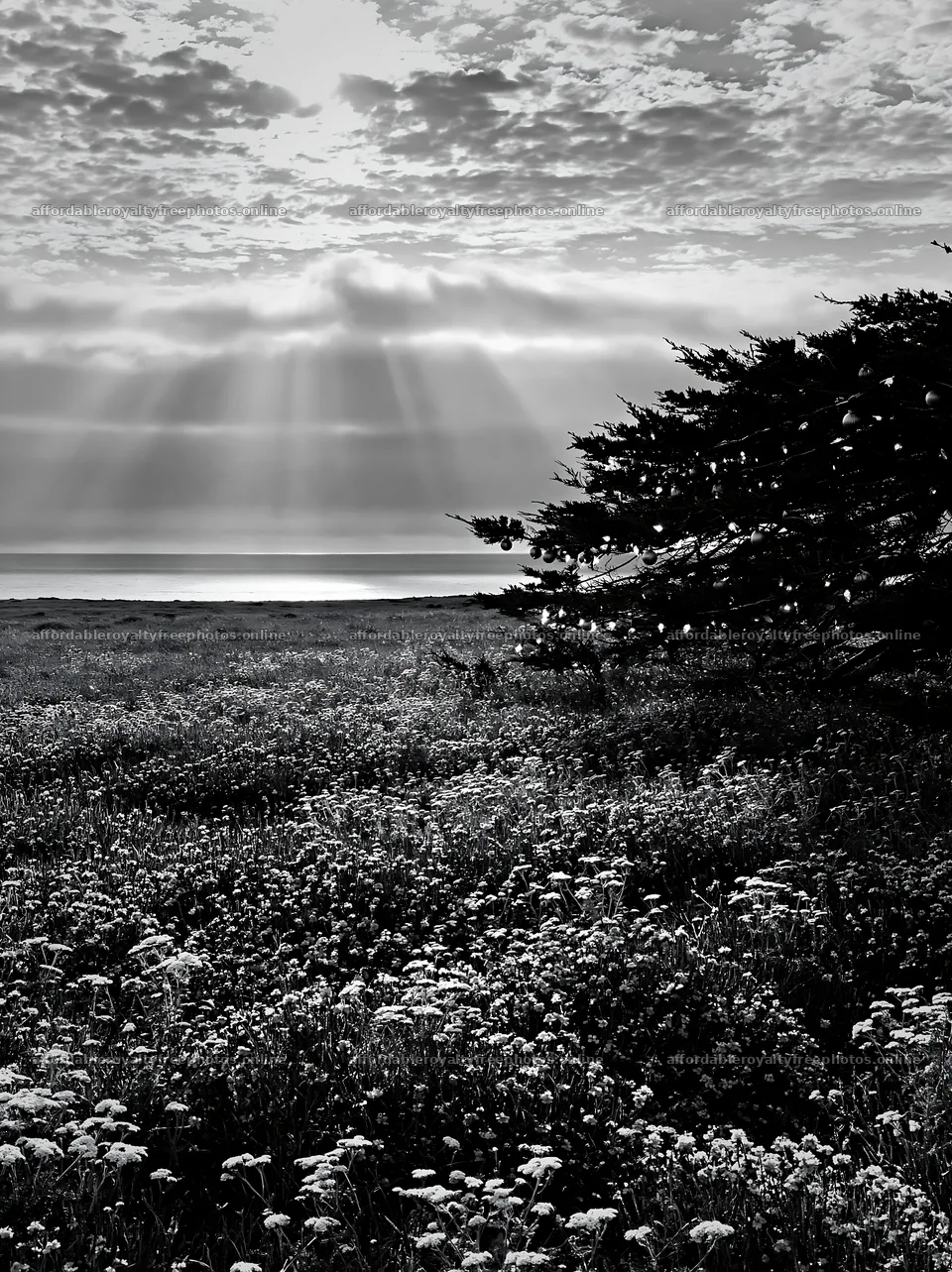 Meadow with Christmas lights under clouds and sun rays – royalty-free photos 6866x9174