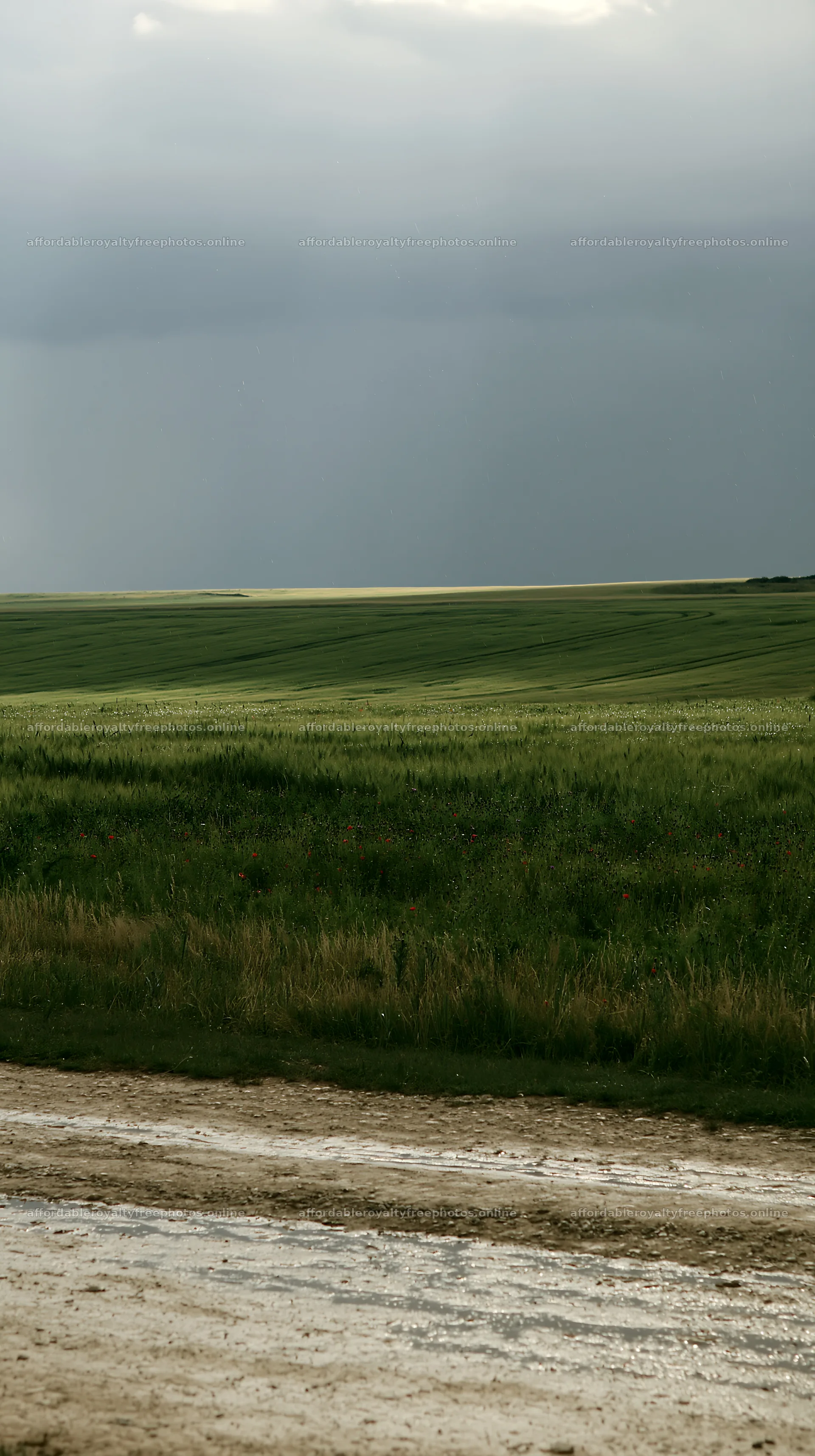 Rainwashed meadow under a cloudy sky in a rural area – royalty-free photos 5938x10608