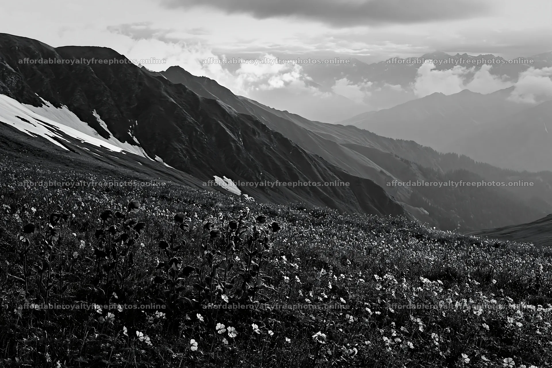 Snowline meadow with flowers and mountain landscape – royalty-free photos 9722x6480