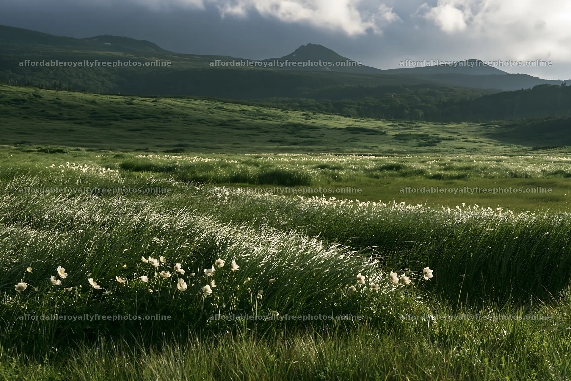 Akita snowmelt meadow with silver grasses in green – royalty-free photos 9722x6480