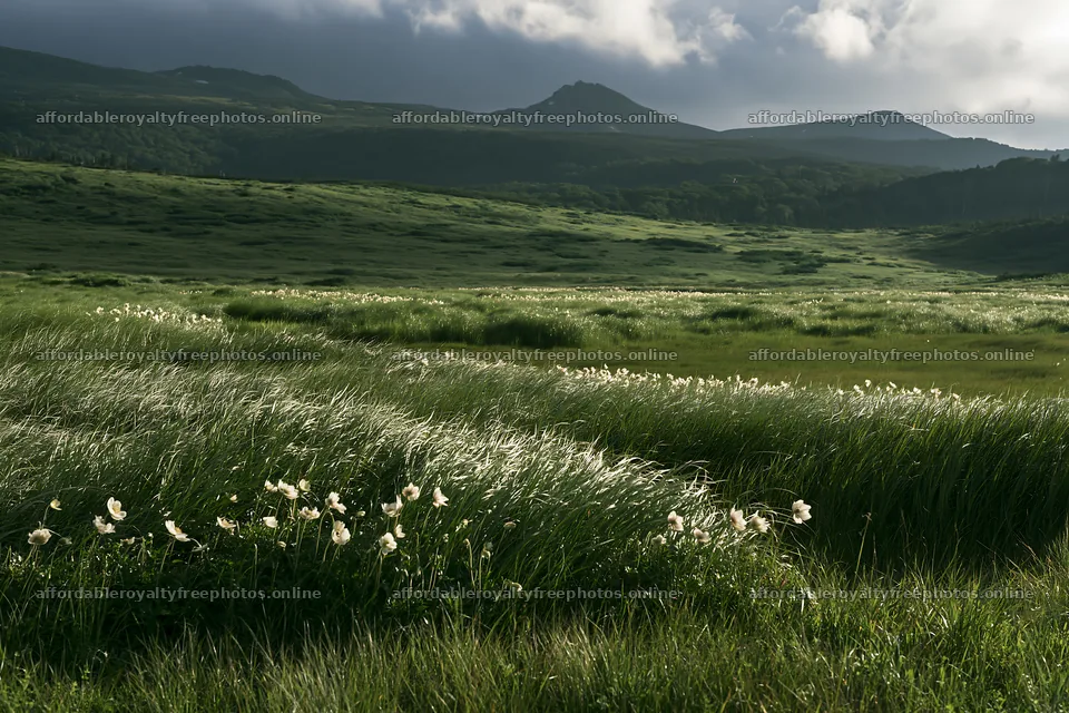 Akita snowmelt meadow with silver grasses in green – royalty-free photos 9722x6480