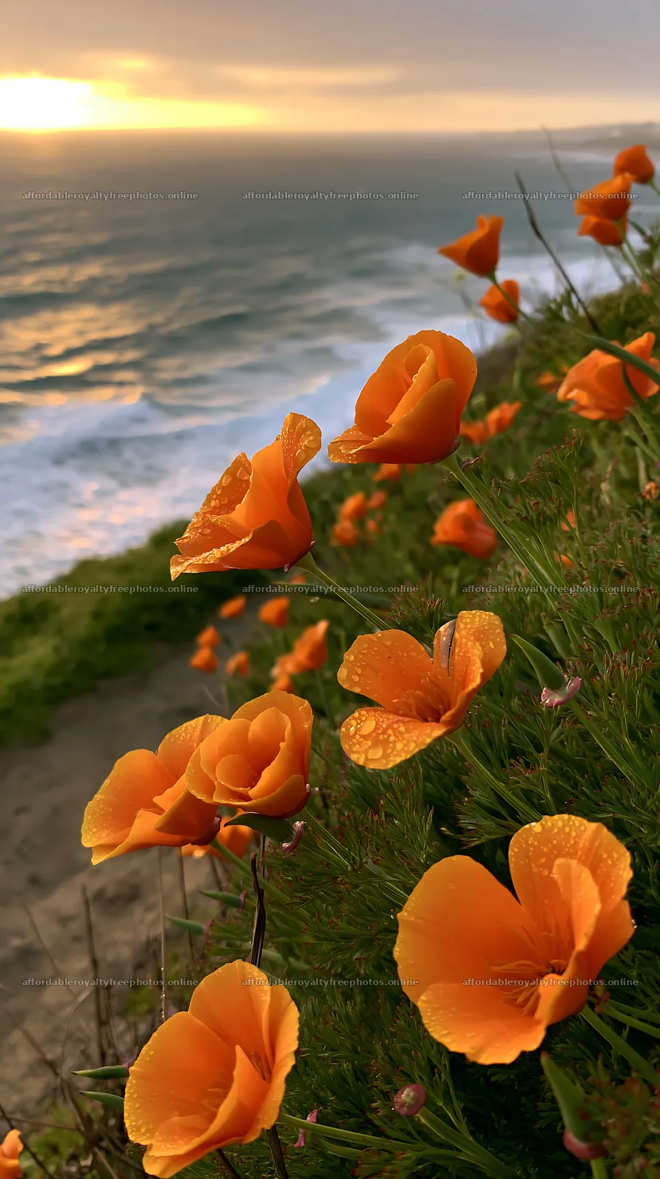 Bright flowers near the beach at sunset – royalty-free photos 5938x10608