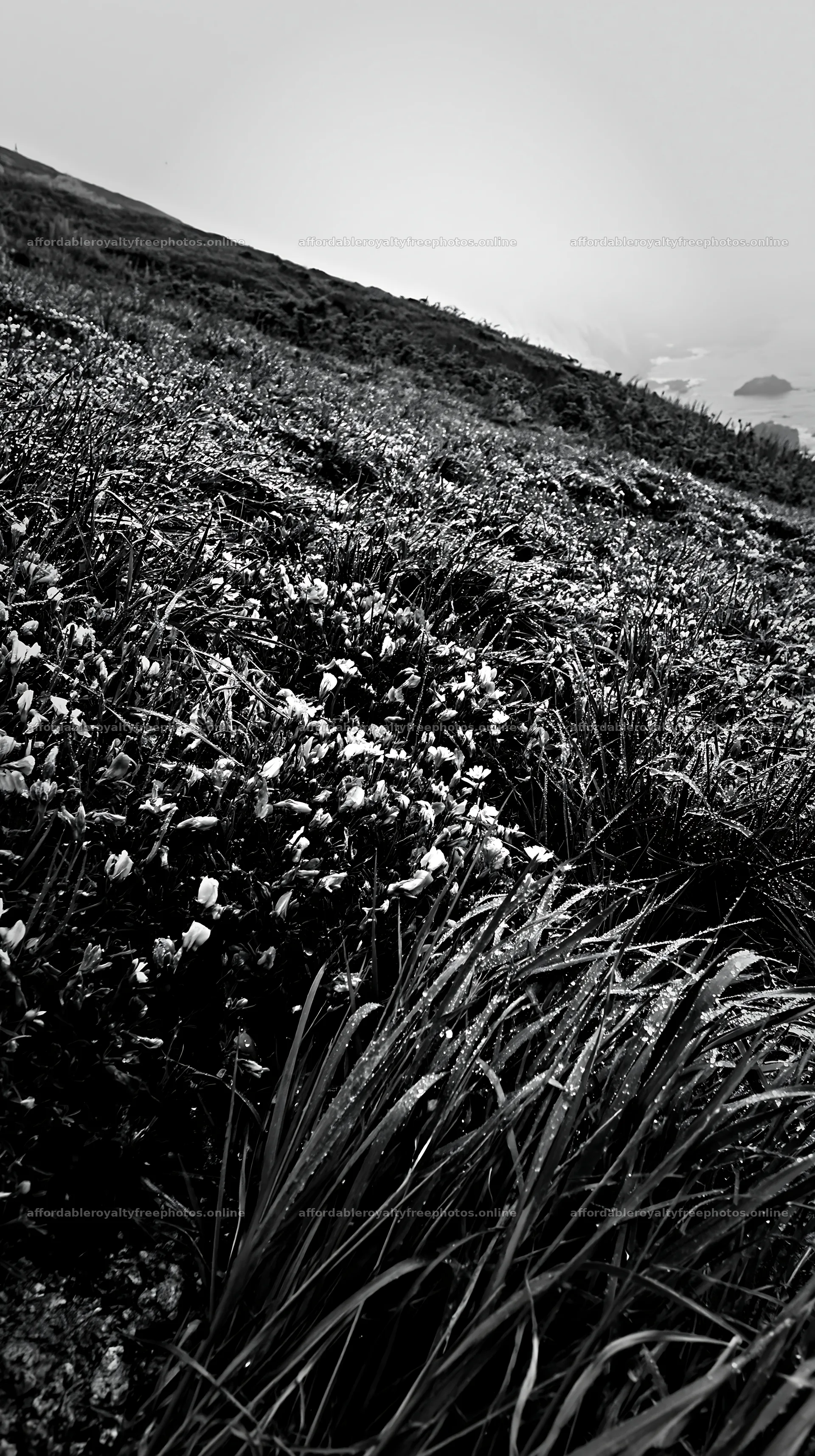 Frosty coastal meadow with flowers near the ocean – royalty-free photos 5938x10608