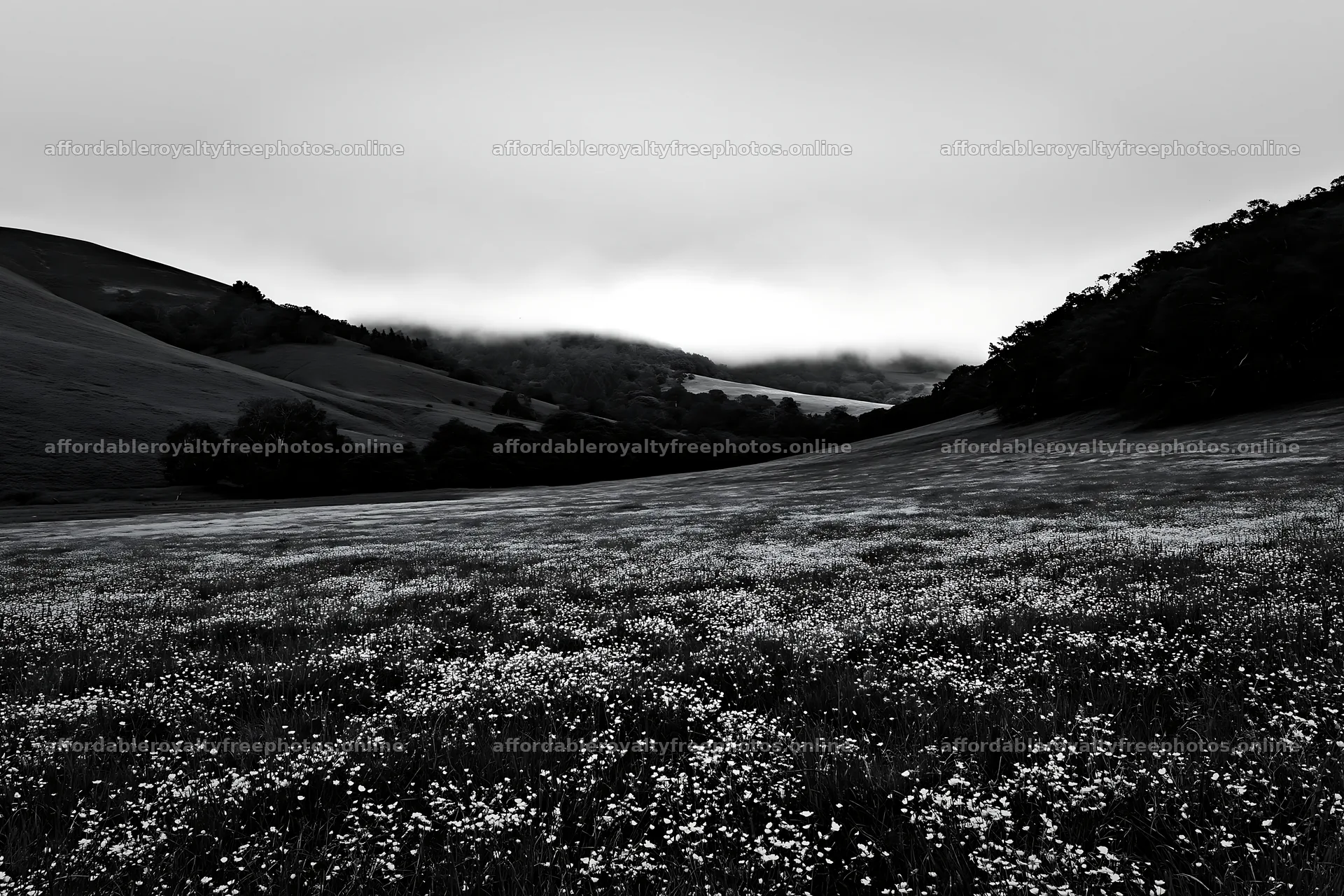 Meadow filled with buttercups under cloudy sky – royalty-free photos 9722x6480