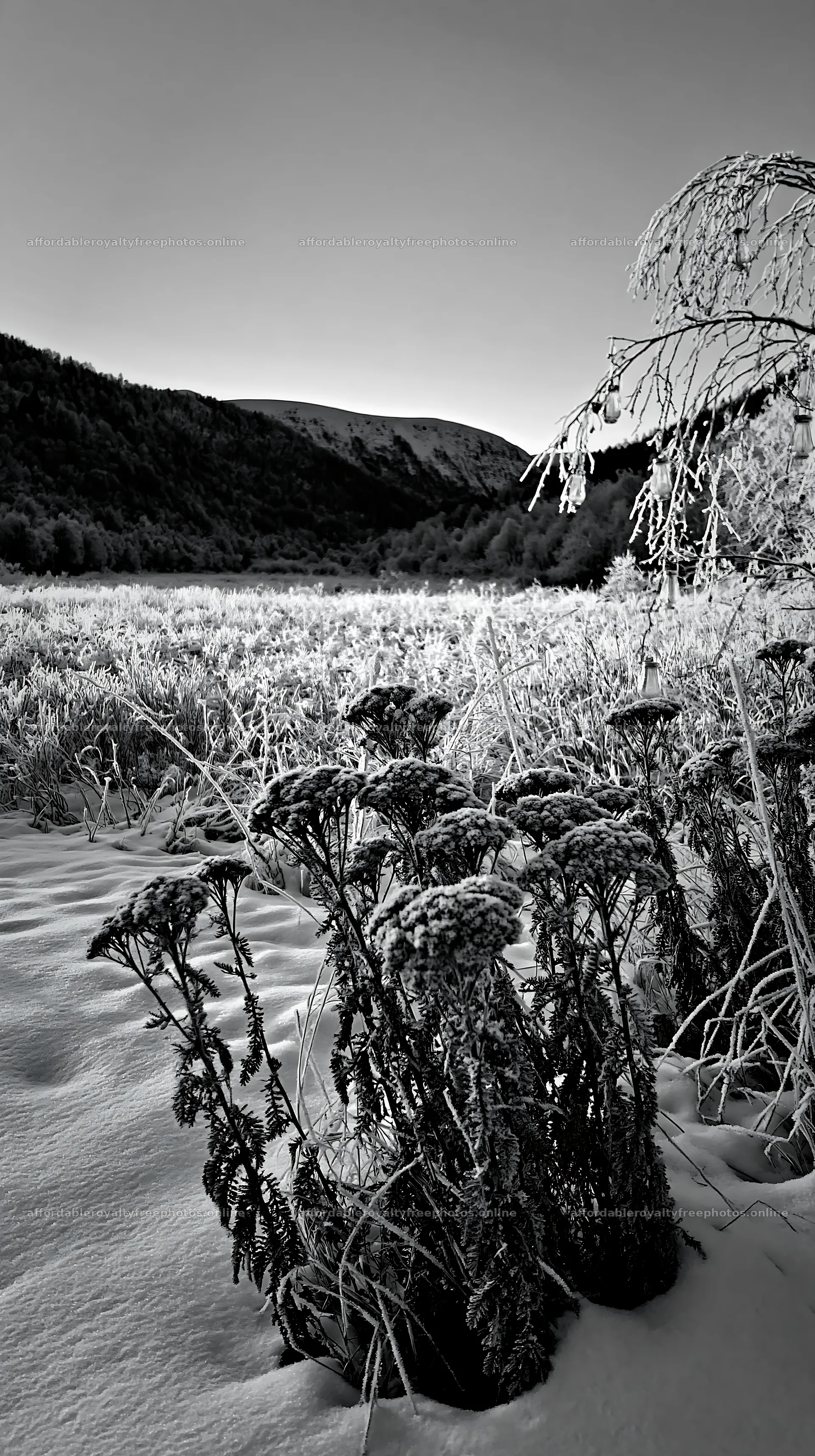 Frost covered meadow with seedheads and lanterns at – royalty-free photos 5938x10608