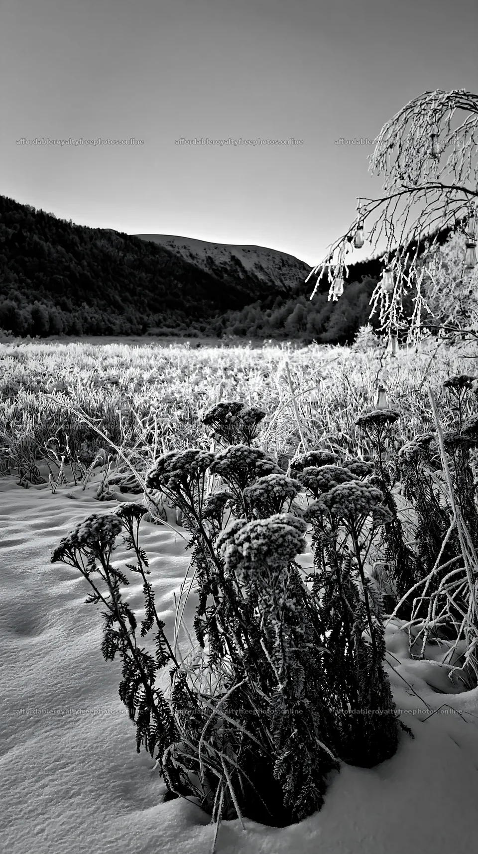 Frost covered meadow with seedheads and lanterns at – royalty-free photos 5938x10608