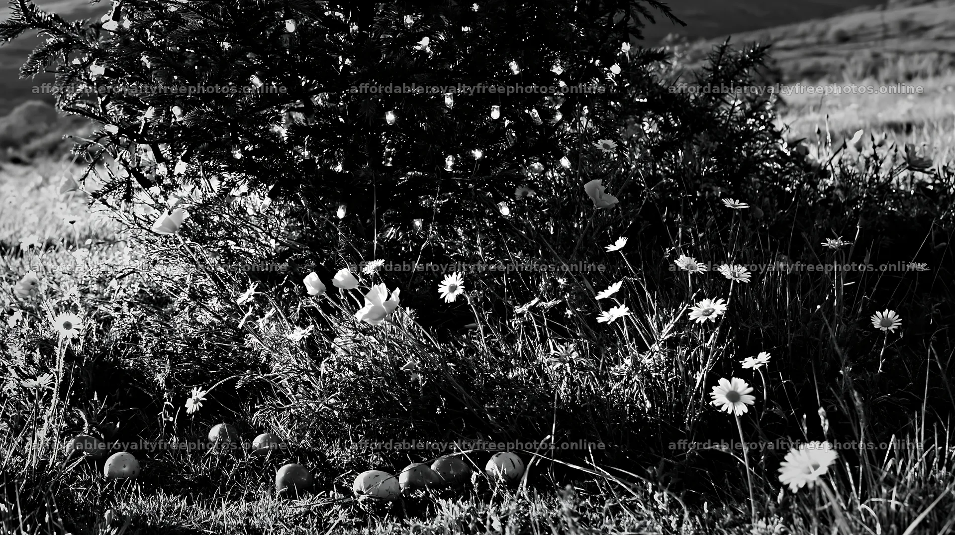 Christmas tree in meadow under light rays – royalty-free photos 10608x5938
