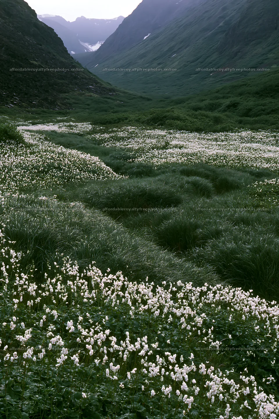 Silver dew meadow with white flowers under cloudy sky – royalty-free photos 6480x9722