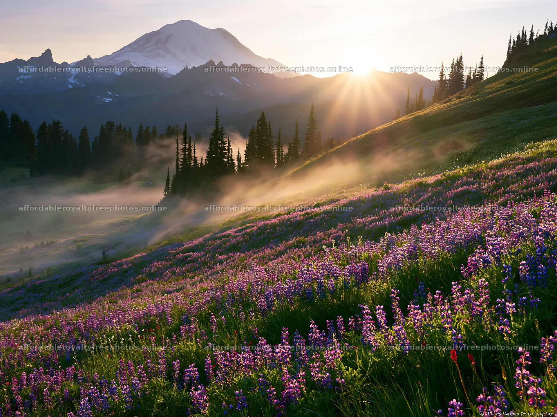 Mount Rainier wildflower meadow at sunrise – royalty-free photos 9174x6866