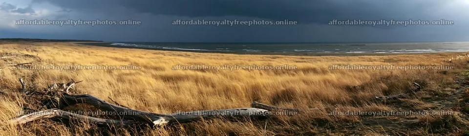 Chiba coastal climate meadow driftwood foreground – royalty-free photos 14762x4268