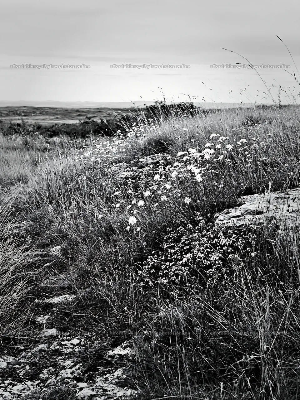 Cloudy limestone meadow with wildflowers and dry grass – royalty-free photos 6866x9174