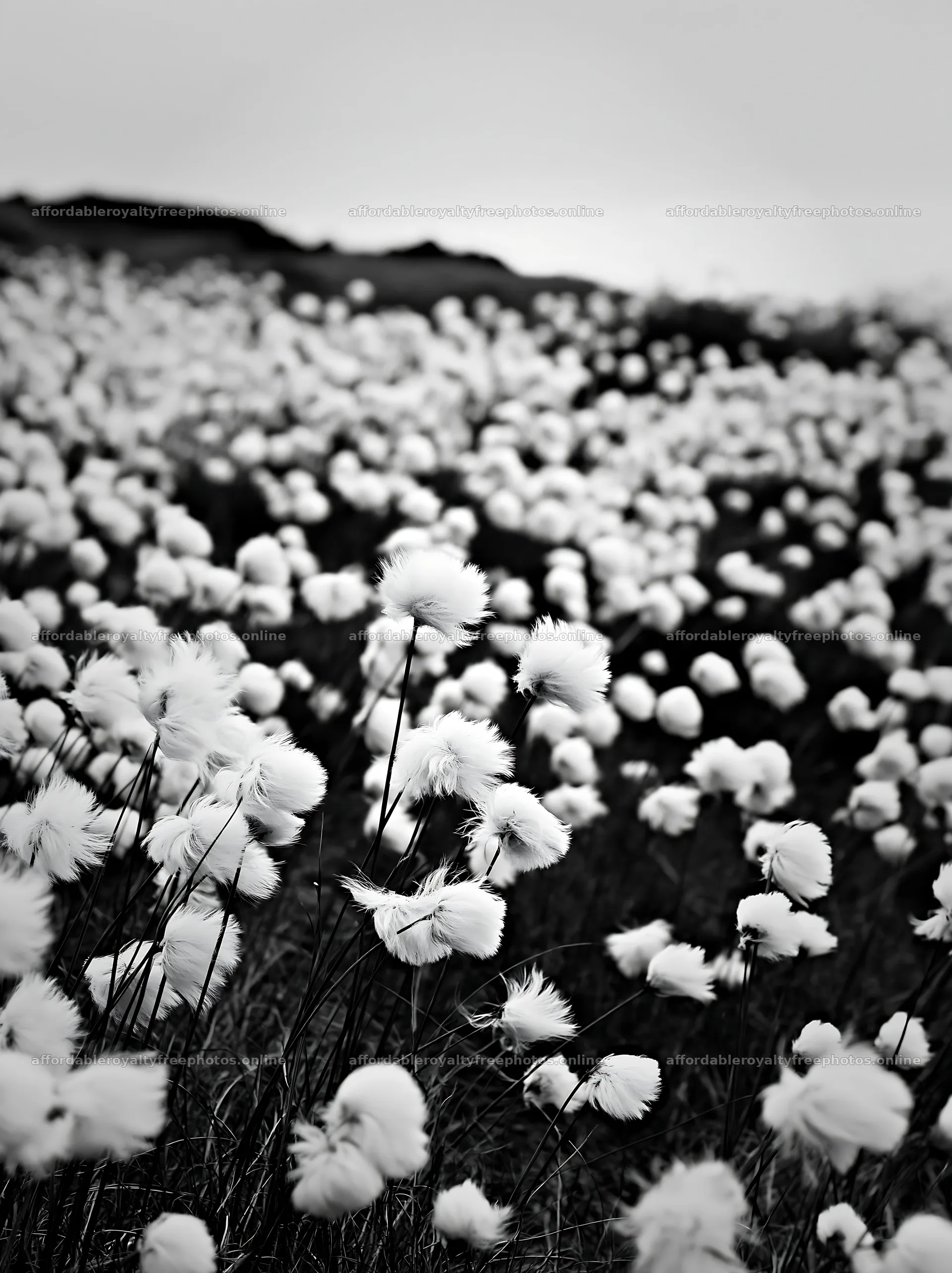 White flowers in a meadow during overcast weather – royalty-free photos 6866x9174