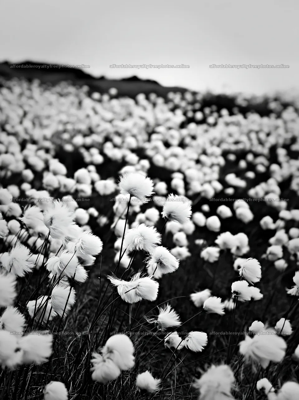 White flowers in a meadow during overcast weather – royalty-free photos 6866x9174