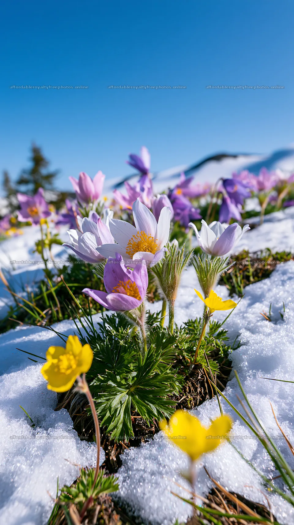 Snowy highland meadow with colorful wildflowers blooming – royalty-free photos 5938x10608