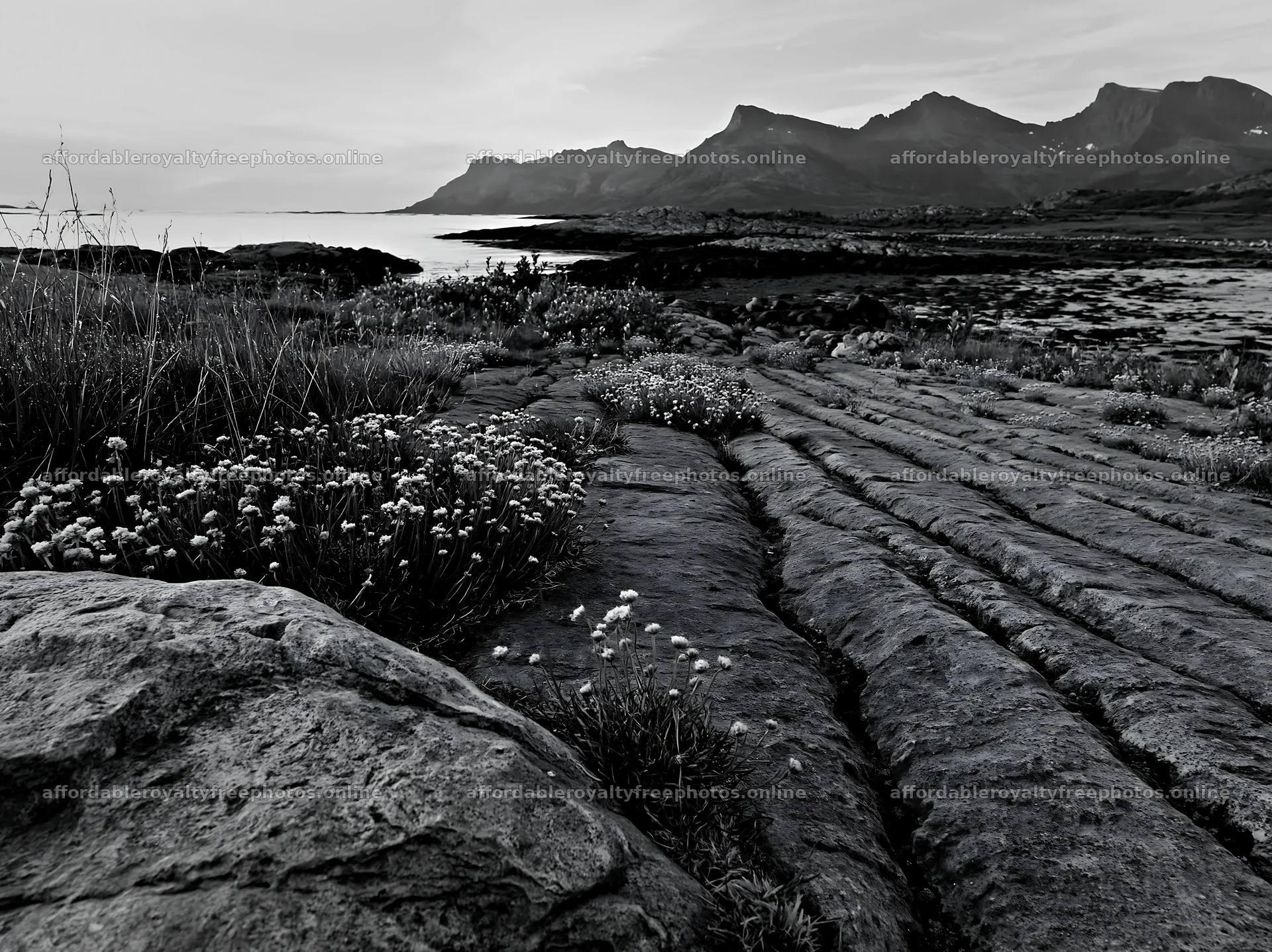 Aurora meadow coast with rocky landscape and flowers – royalty-free photos 9174x6866