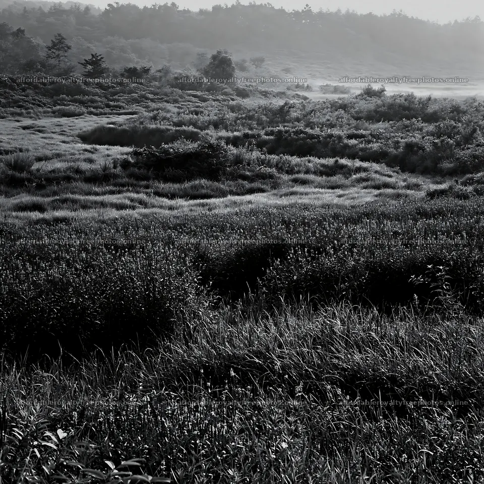 Niigata floodplain restoration meadow dew foreground – royalty-free photos 7938x7938
