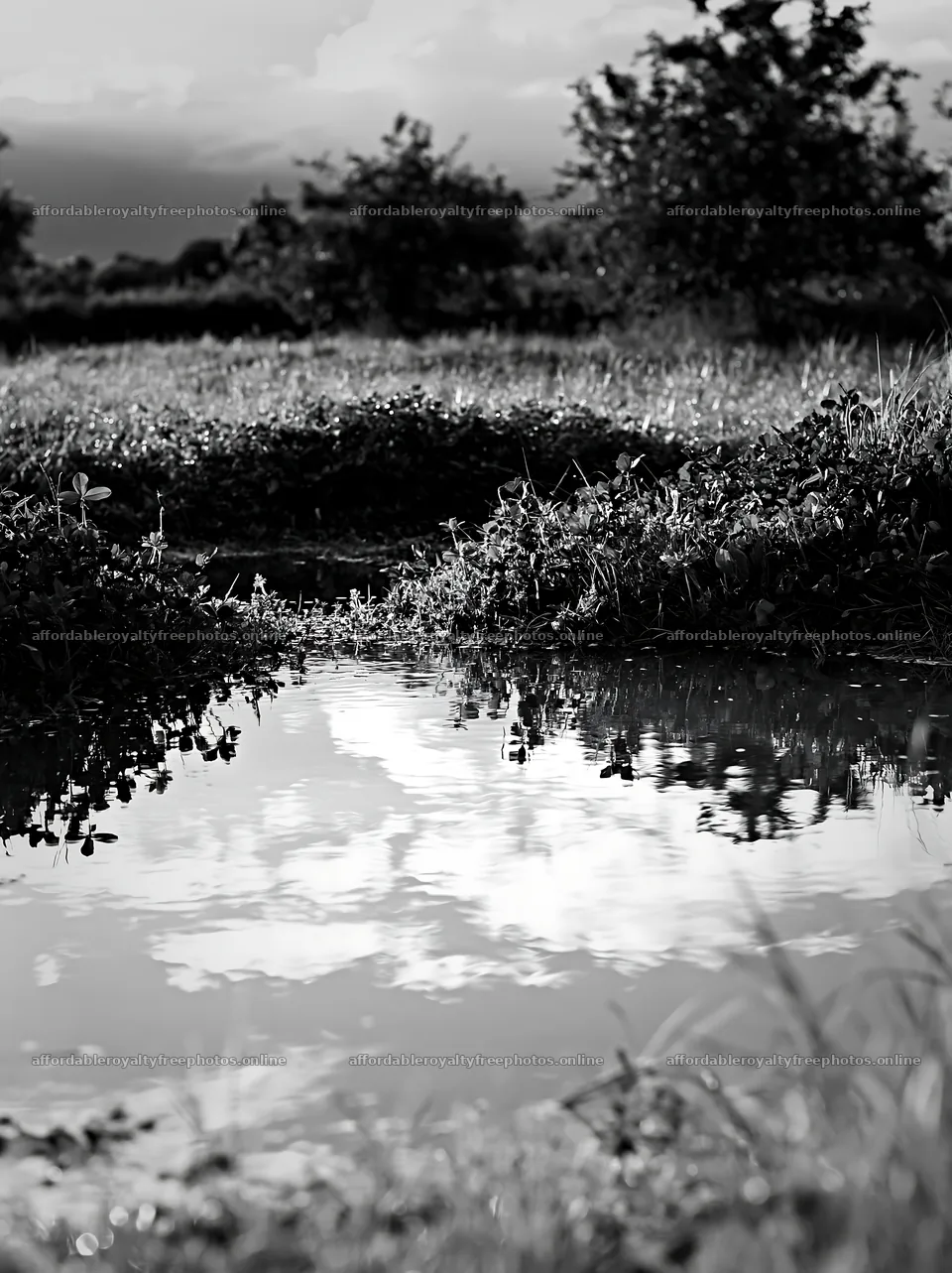 Clover apple meadow with water reflection under cloudy – royalty-free photos 6866x9174