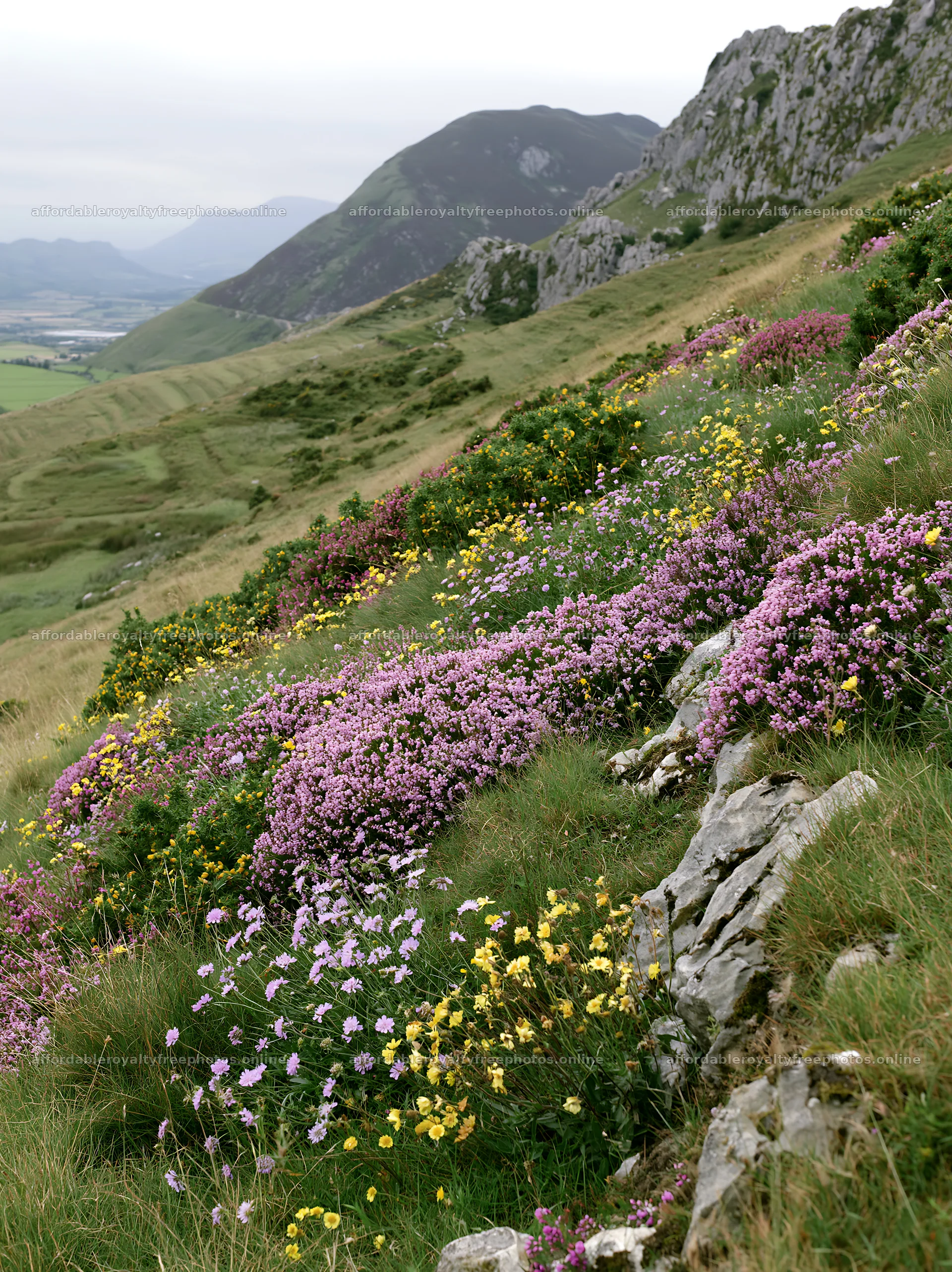 Cloudy rockrose meadow on a limestone slope in nature – royalty-free photos 6866x9174