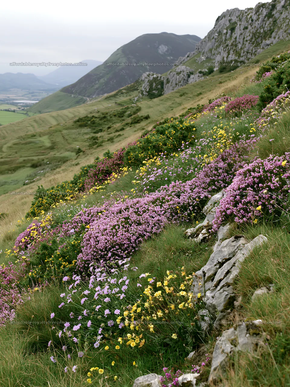 Cloudy rockrose meadow on a limestone slope in nature – royalty-free photos 6866x9174