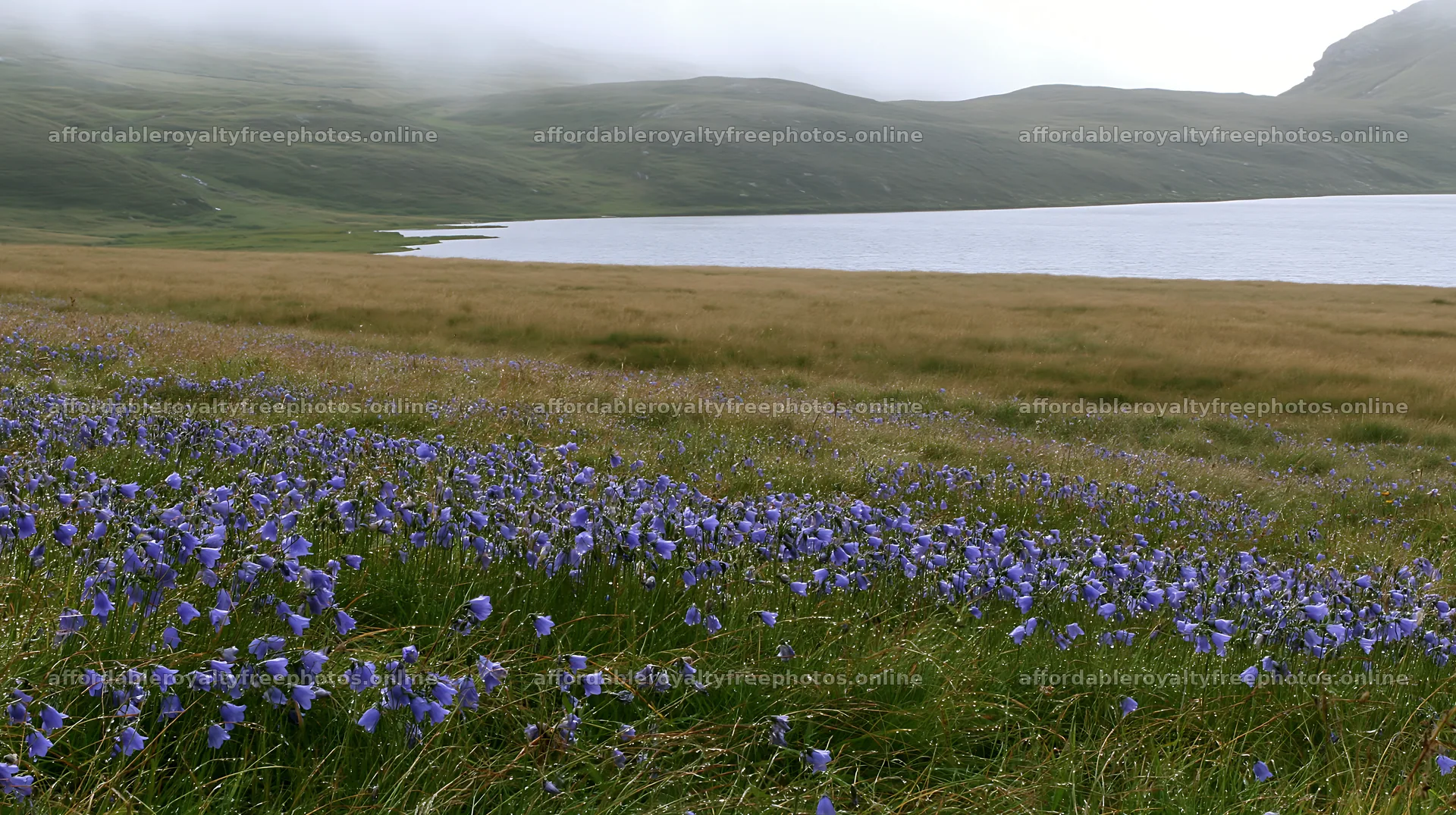 Meadow with flowers beside an alpine lake in Switzerland – royalty-free photos 10608x5938