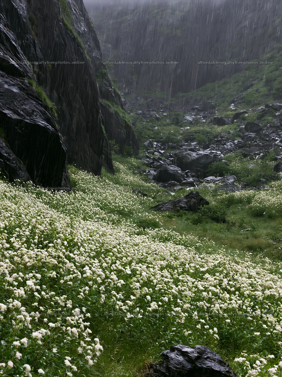 Rainy valley meadow with rock formations and flowers – royalty-free photos 6866x9174