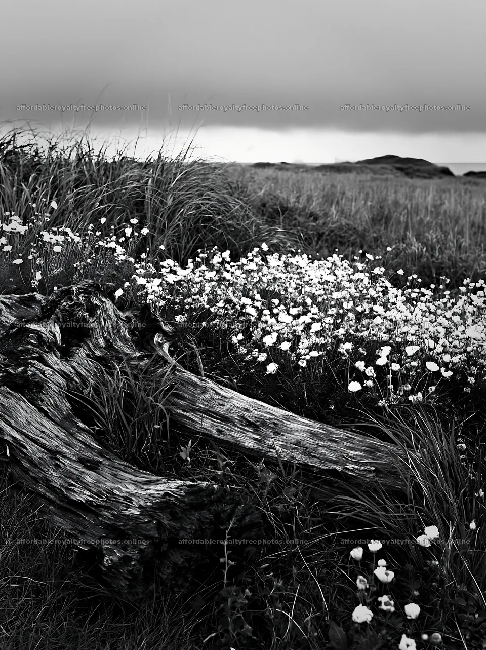 Chiba coastal climate meadow driftwood foreground – royalty-free photos 6866x9174