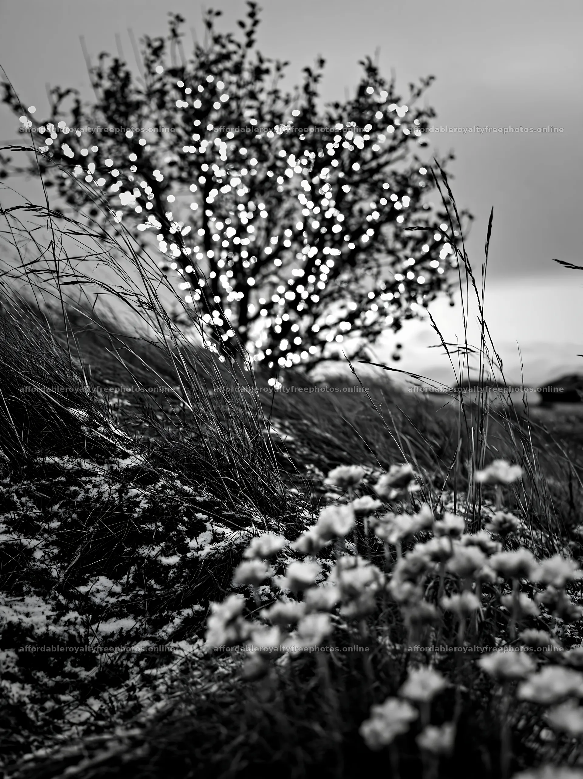 Christmas lights on an apple tree in a meadow field – royalty-free photos 6866x9174