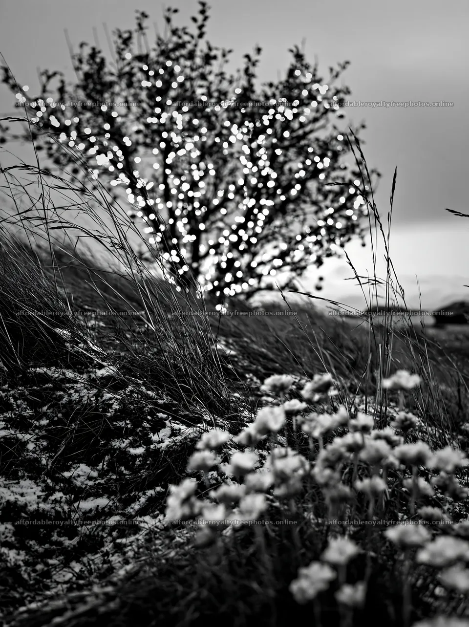 Christmas lights on an apple tree in a meadow field – royalty-free photos 6866x9174