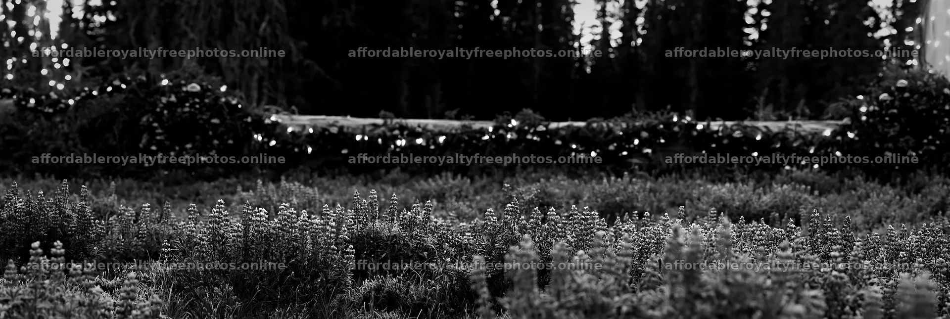 Expansive Christmas meadow with violet lupines and – royalty-free photos 13690x4602
