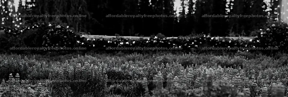 Expansive Christmas meadow with violet lupines and – royalty-free photos 13690x4602