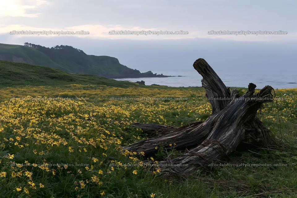 Ishikawa coastal meadow storm washed driftwood in floral – royalty-free photos 9722x6480