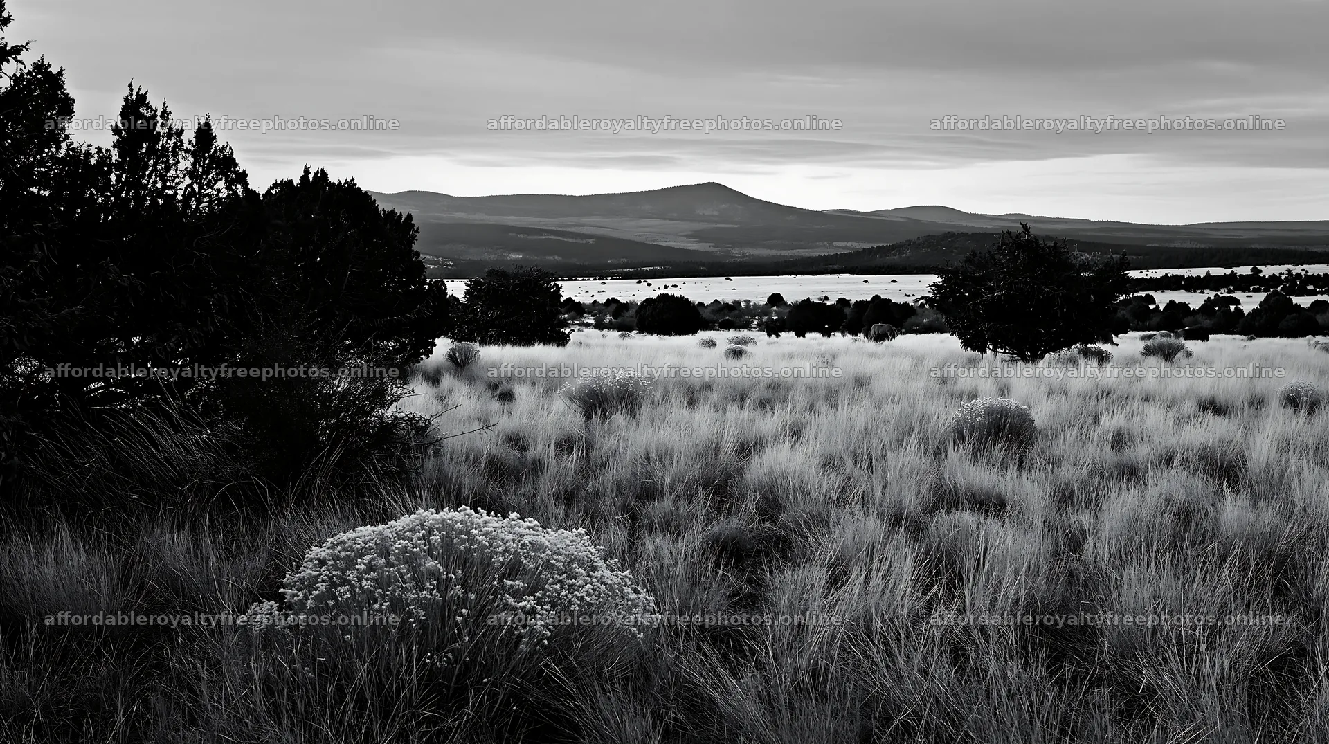 Expansive meadow with drought tolerant stems and distant – royalty-free photos 10608x5938