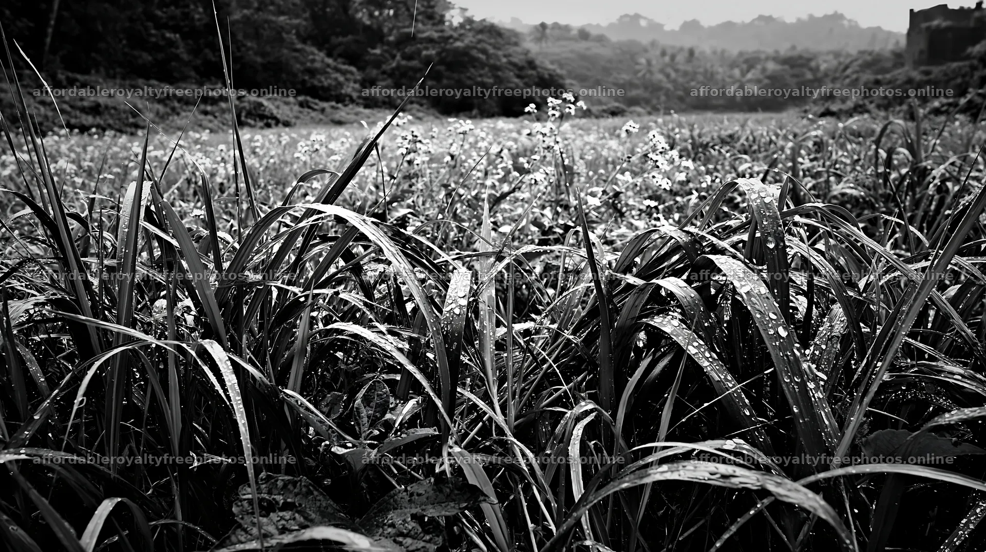 Kochi monsoon meadow rain beaded grasses – royalty-free photos 10608x5938