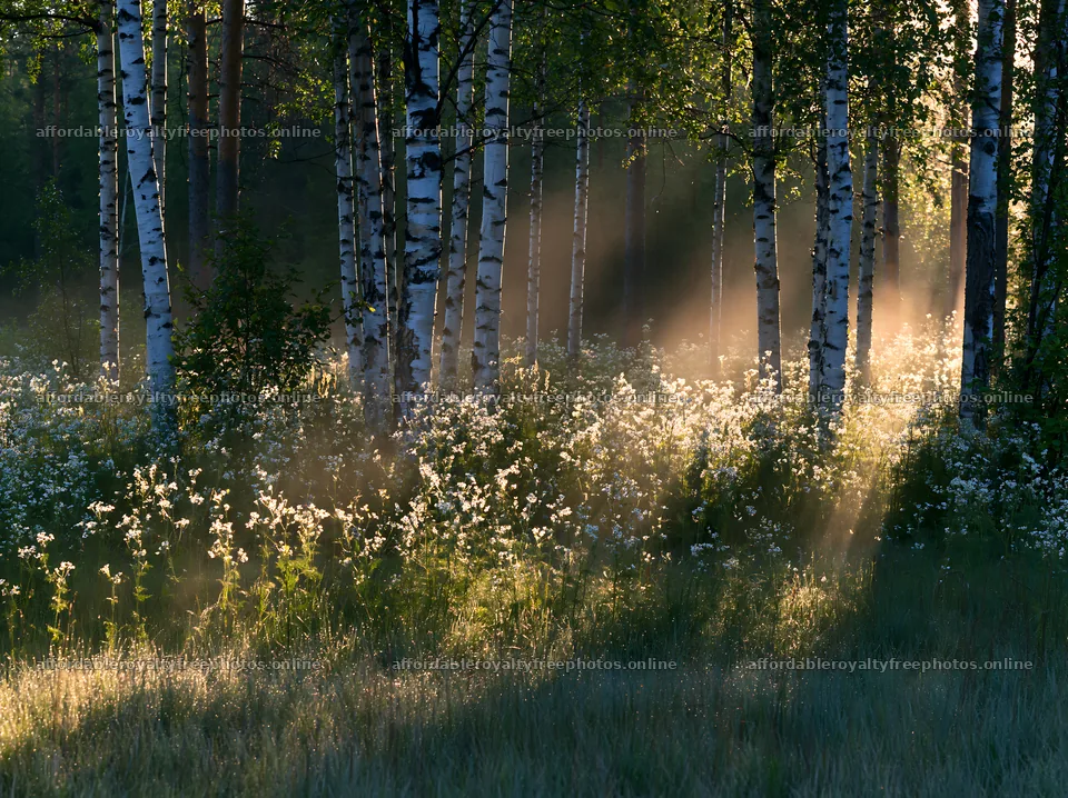 Birch forest meadow with sunlight shining through trees – royalty-free photos 9174x6866
