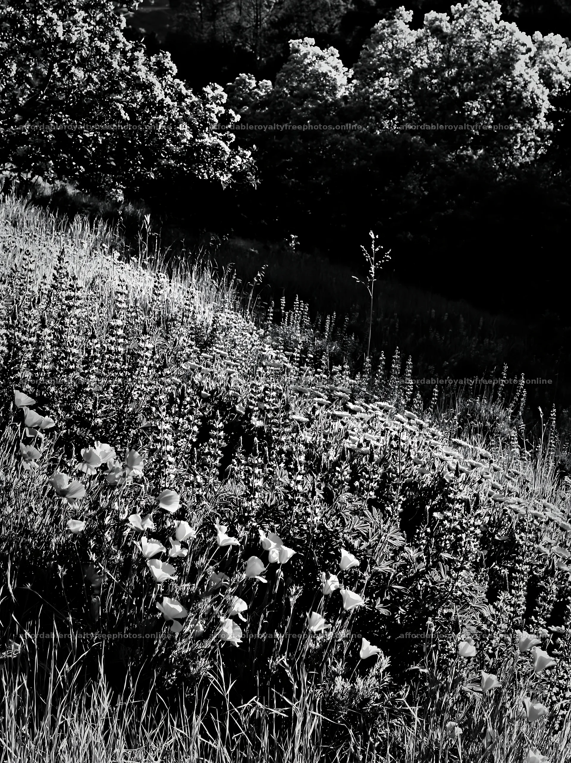 Christmas lights across mountain valley meadow – royalty-free photos 6866x9174