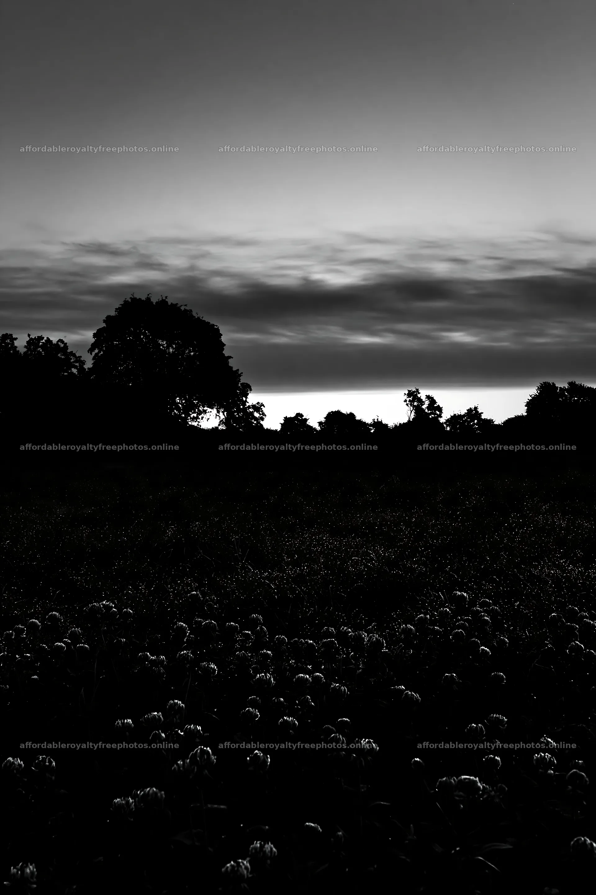 Clover apple meadow at dusk with trees in silhouette – royalty-free photos 6480x9722