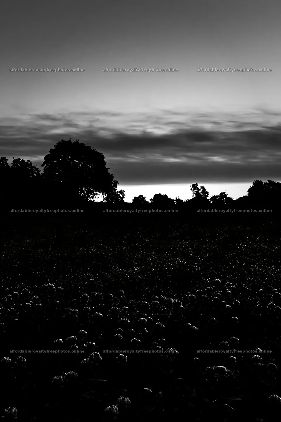 Clover apple meadow at dusk with trees in silhouette – royalty-free photos 6480x9722