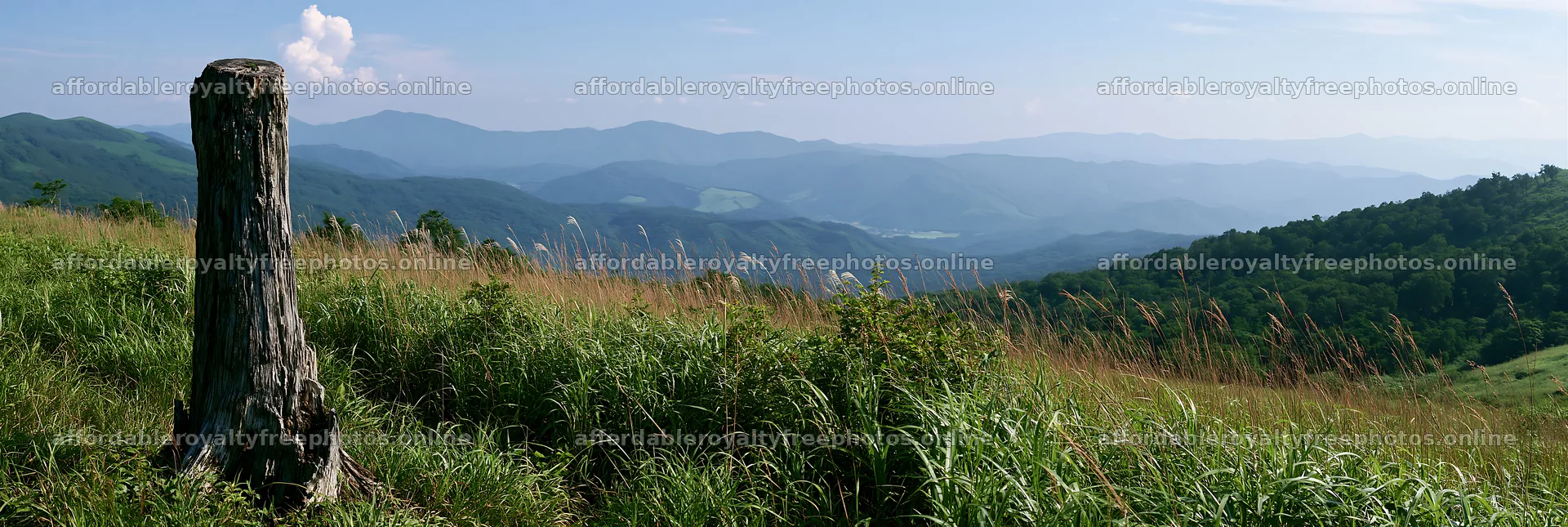 Fukushima native meadow with weathered stump – royalty-free photos 13690x4602