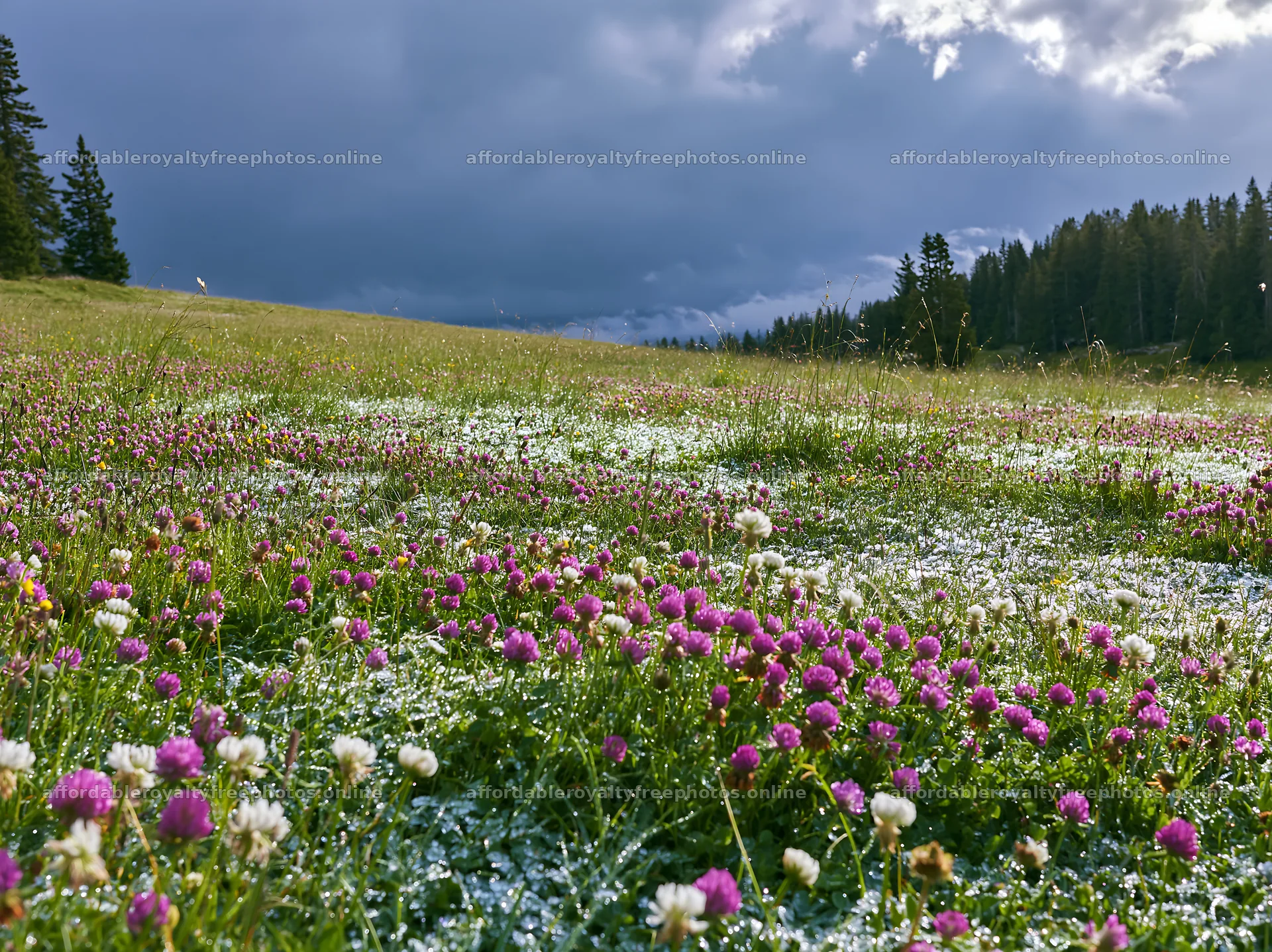 Clover meadow covered in dew under cloudy sky – royalty-free photos 9174x6866