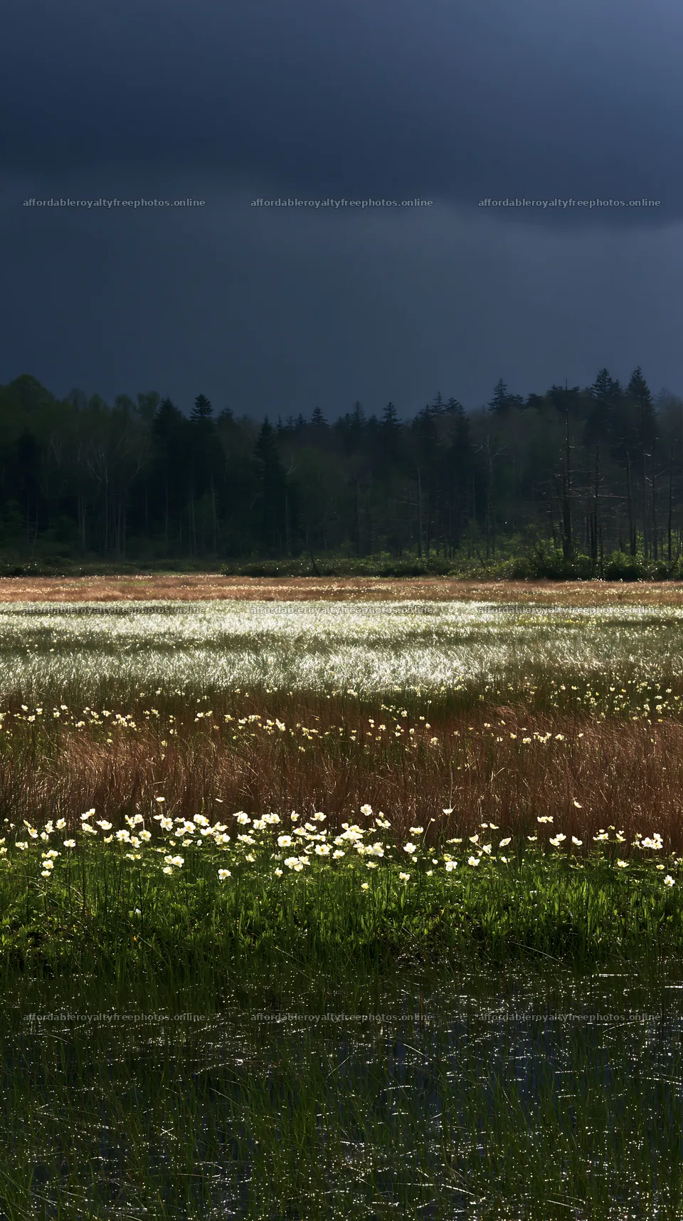 Akita snowmelt meadow with silver grasses – royalty-free photos 5938x10608