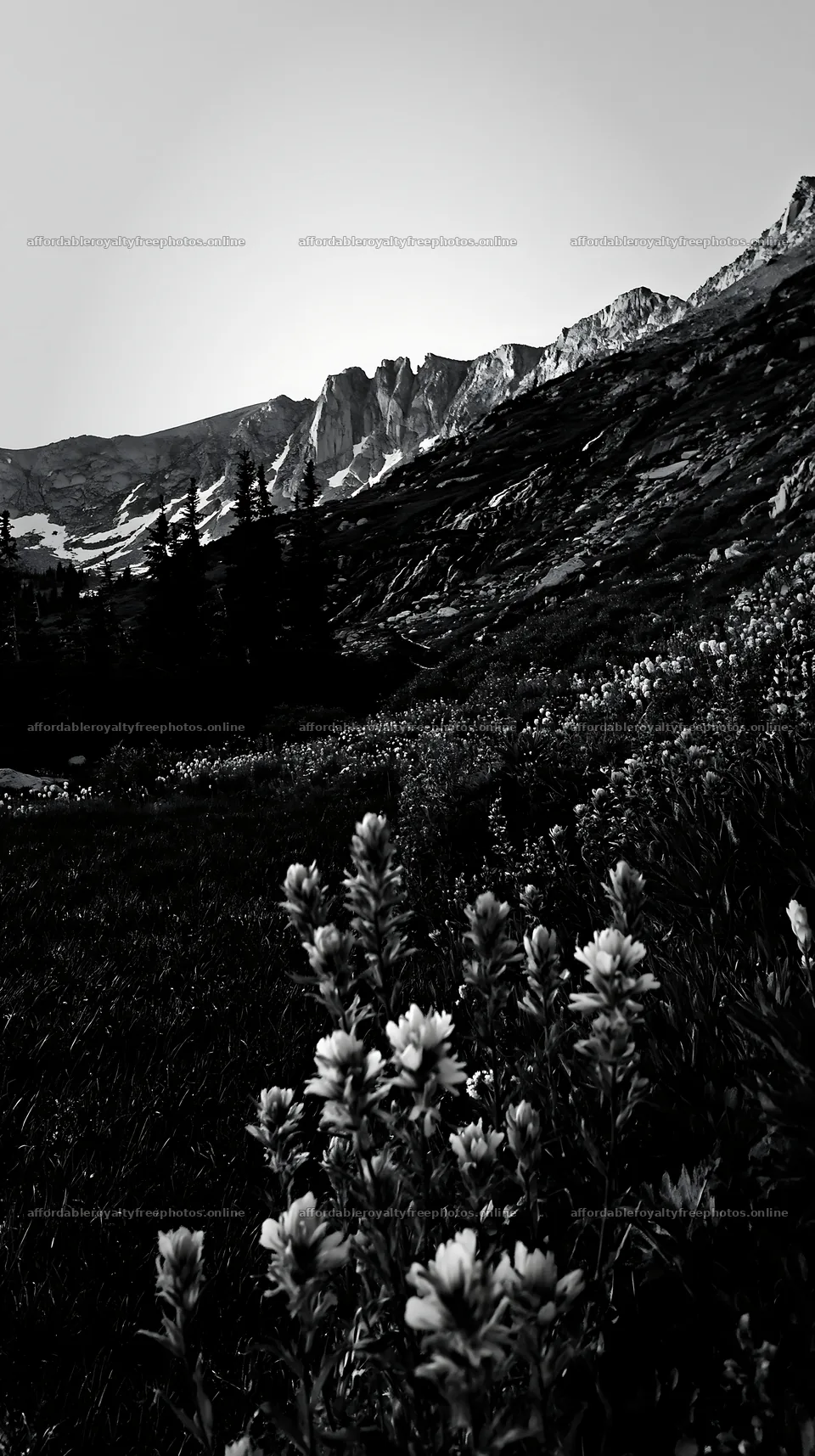 Paintbrush lupine meadow in a black and white landscape – royalty-free photos 5938x10608