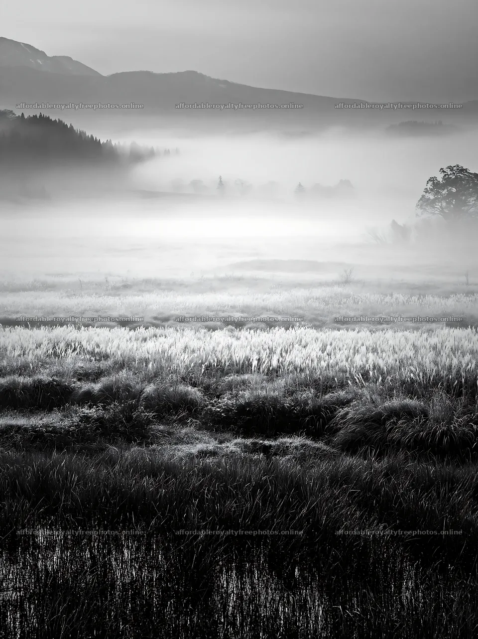 Akita snowmelt meadow with silver grasses under morning – royalty-free photos 6866x9174