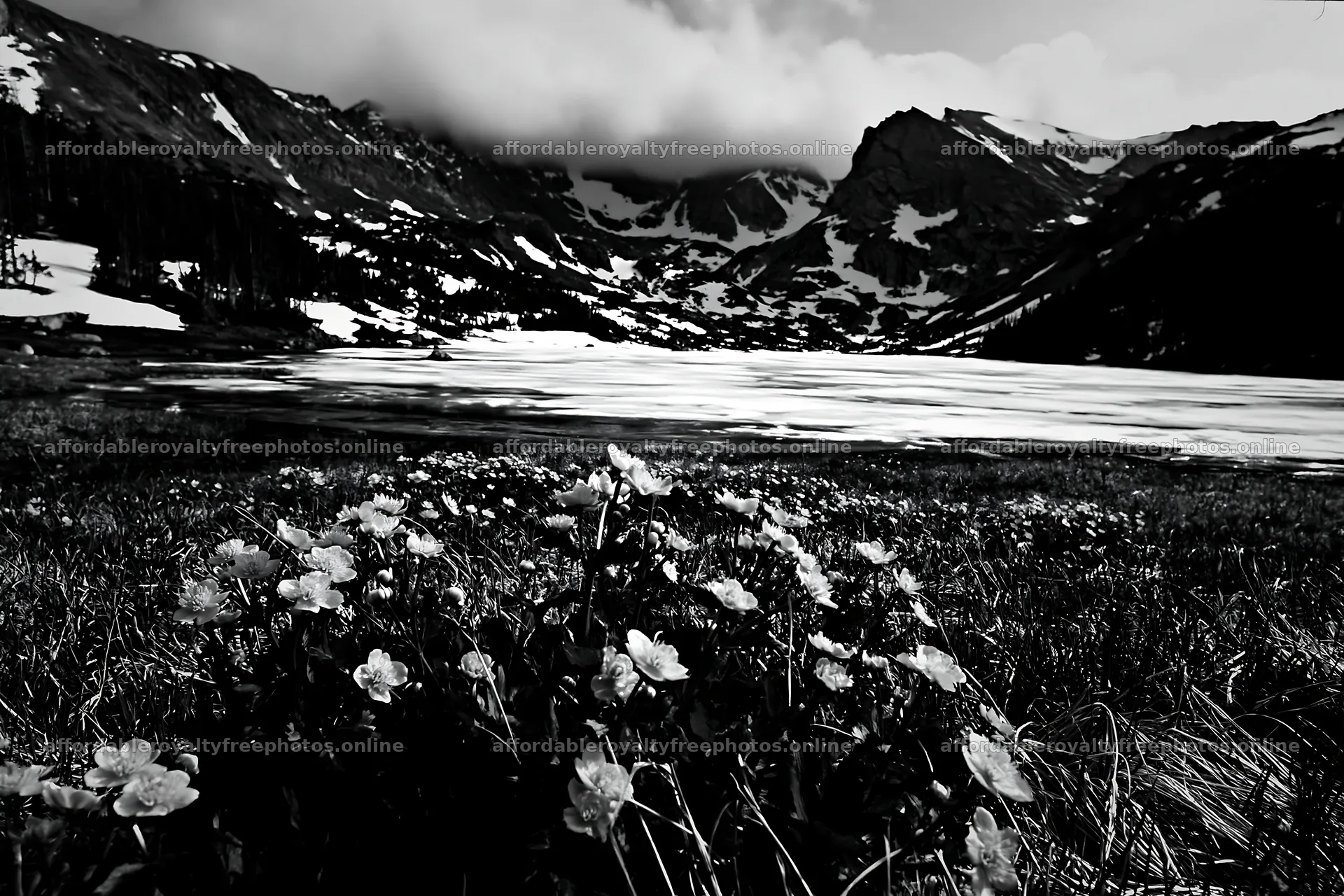 Frozen tarn meadow with yellow flowers in the foreground – royalty-free photos 9722x6480