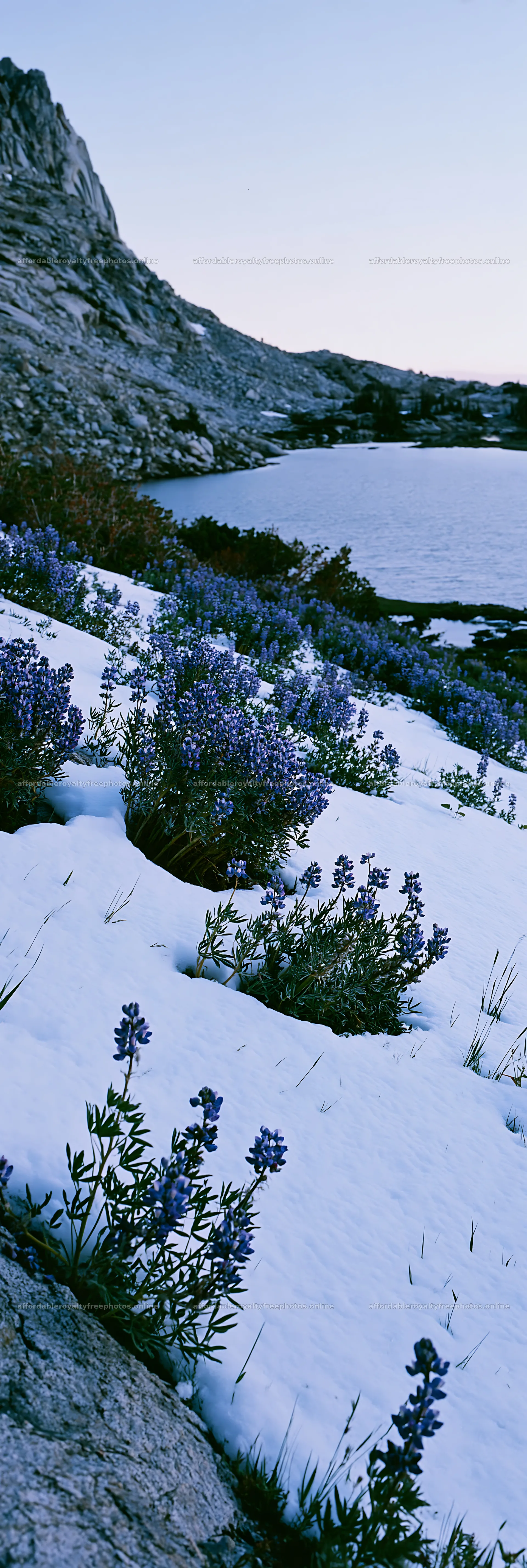 Snowy lakeside meadow with flowers and rocky terrain – royalty-free photos 4602x13690