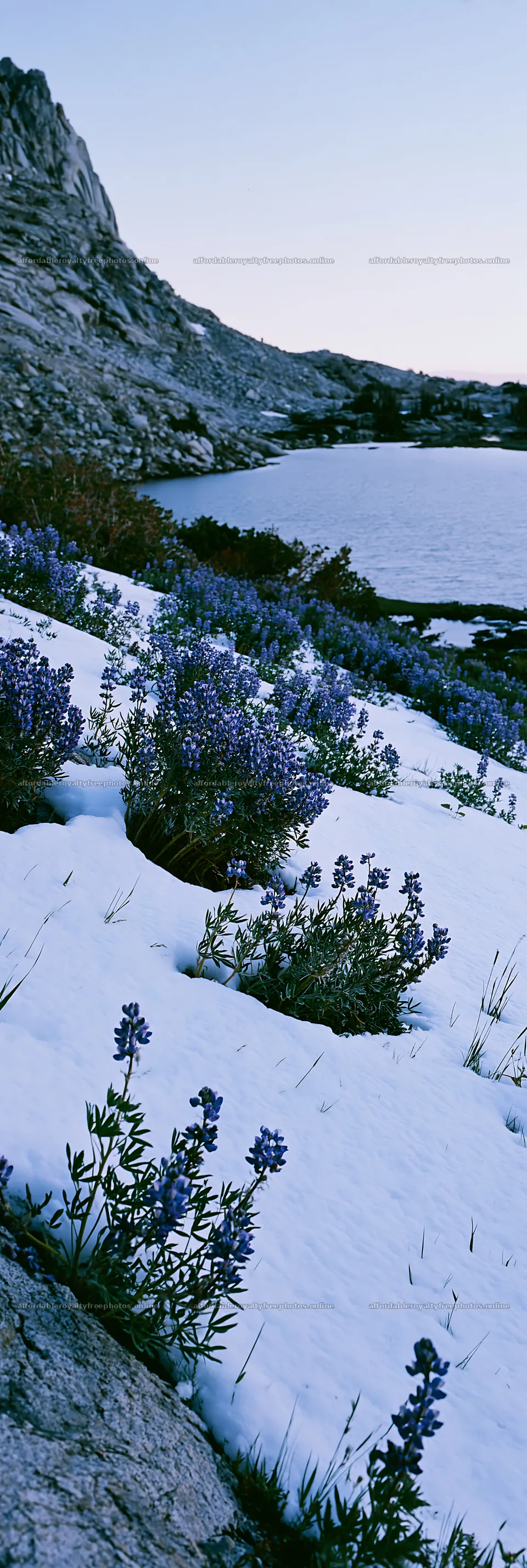 Snowy lakeside meadow with flowers and rocky terrain – royalty-free photos 4602x13690