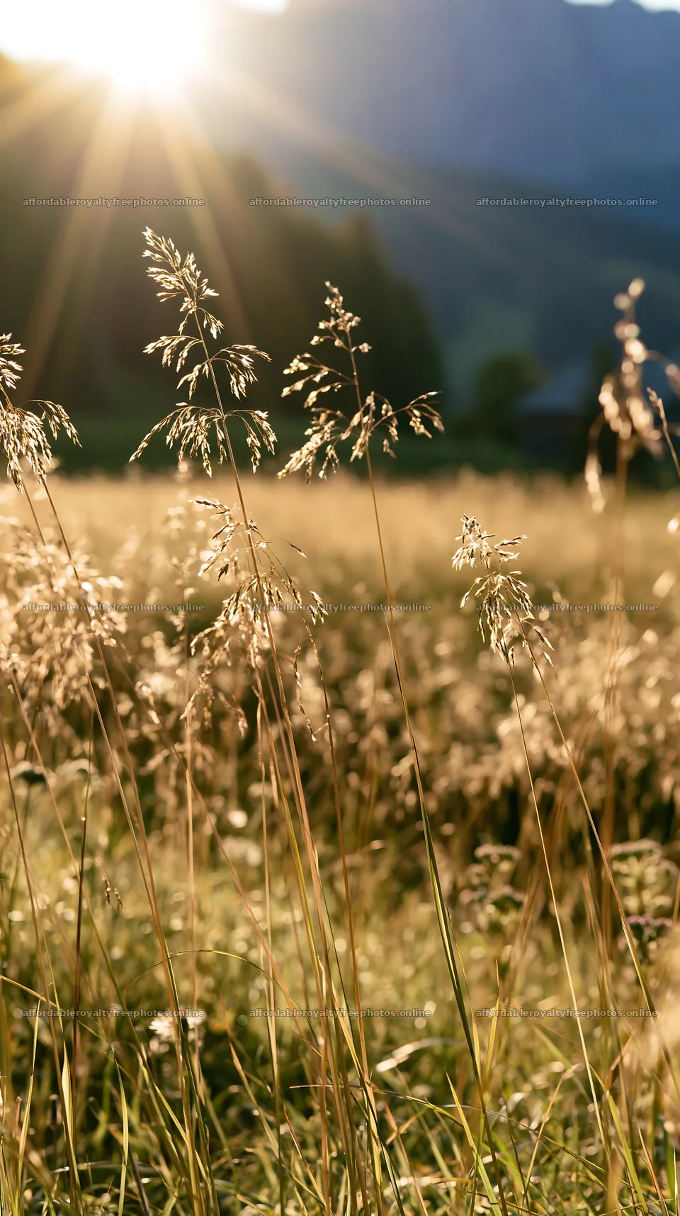 Sunbeams illuminate grass in Alpe di Siusi meadow – royalty-free photos 5938x10608