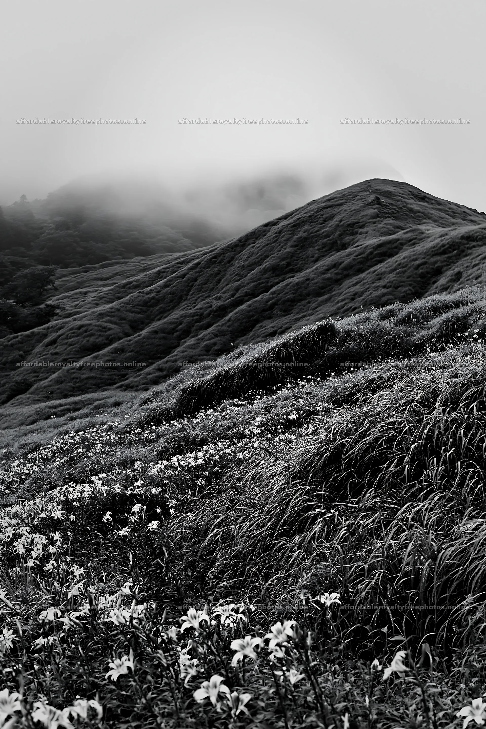 Regenerative meadow with wildflowers and fog in the – royalty-free photos 6480x9722