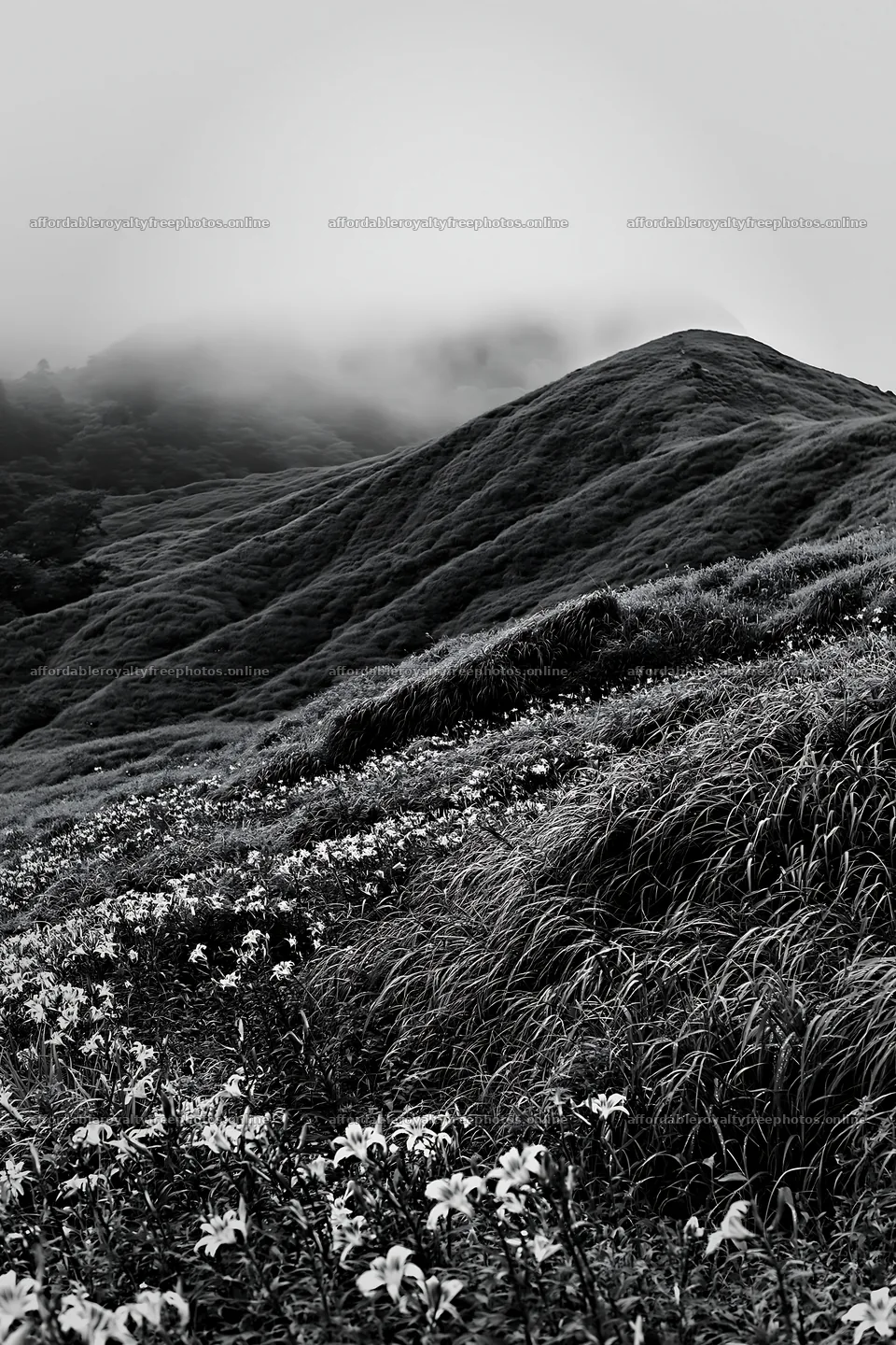 Regenerative meadow with wildflowers and fog in the – royalty-free photos 6480x9722