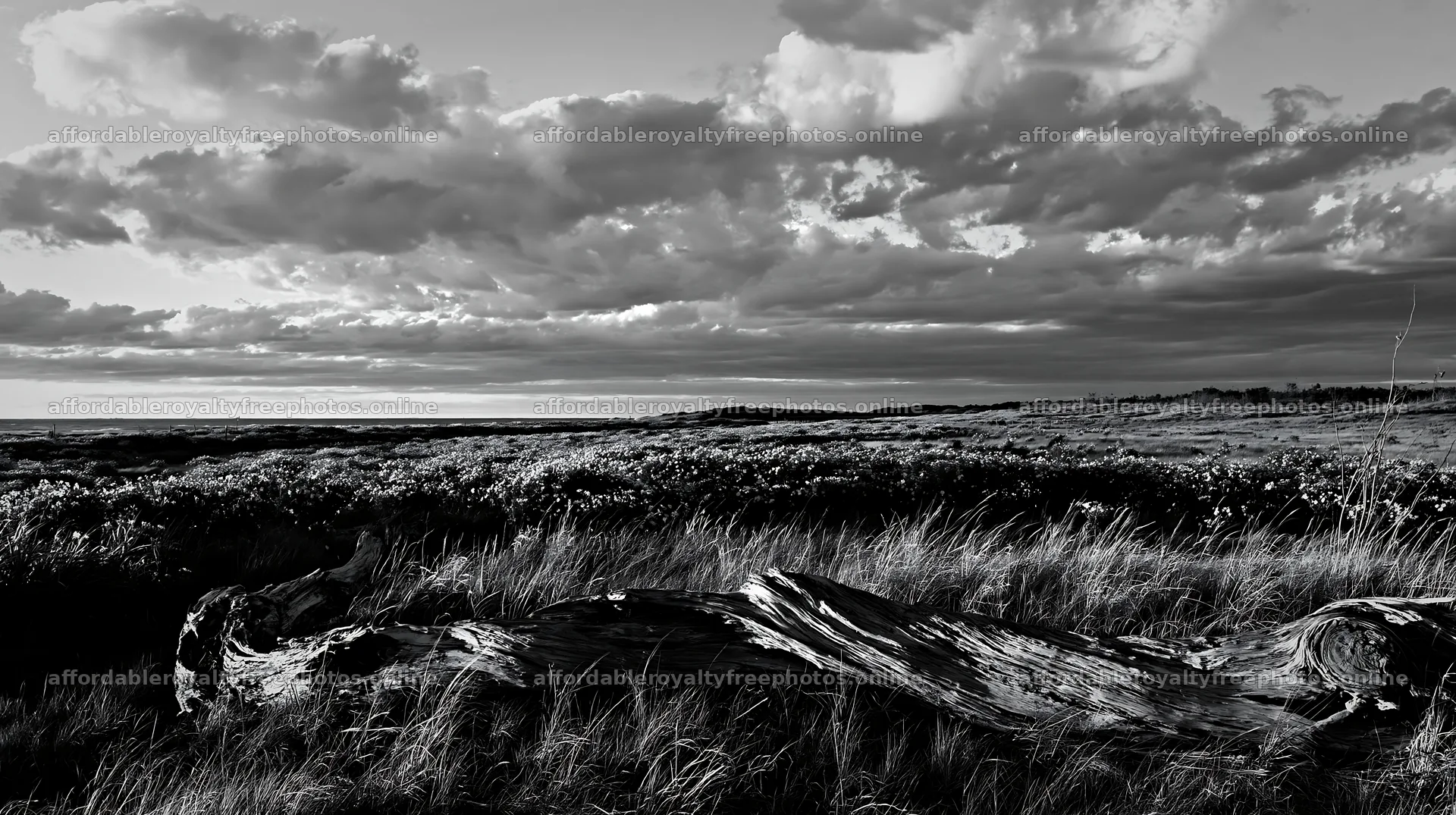 Chiba coastal climate meadow driftwood foreground under – royalty-free photos 10608x5938
