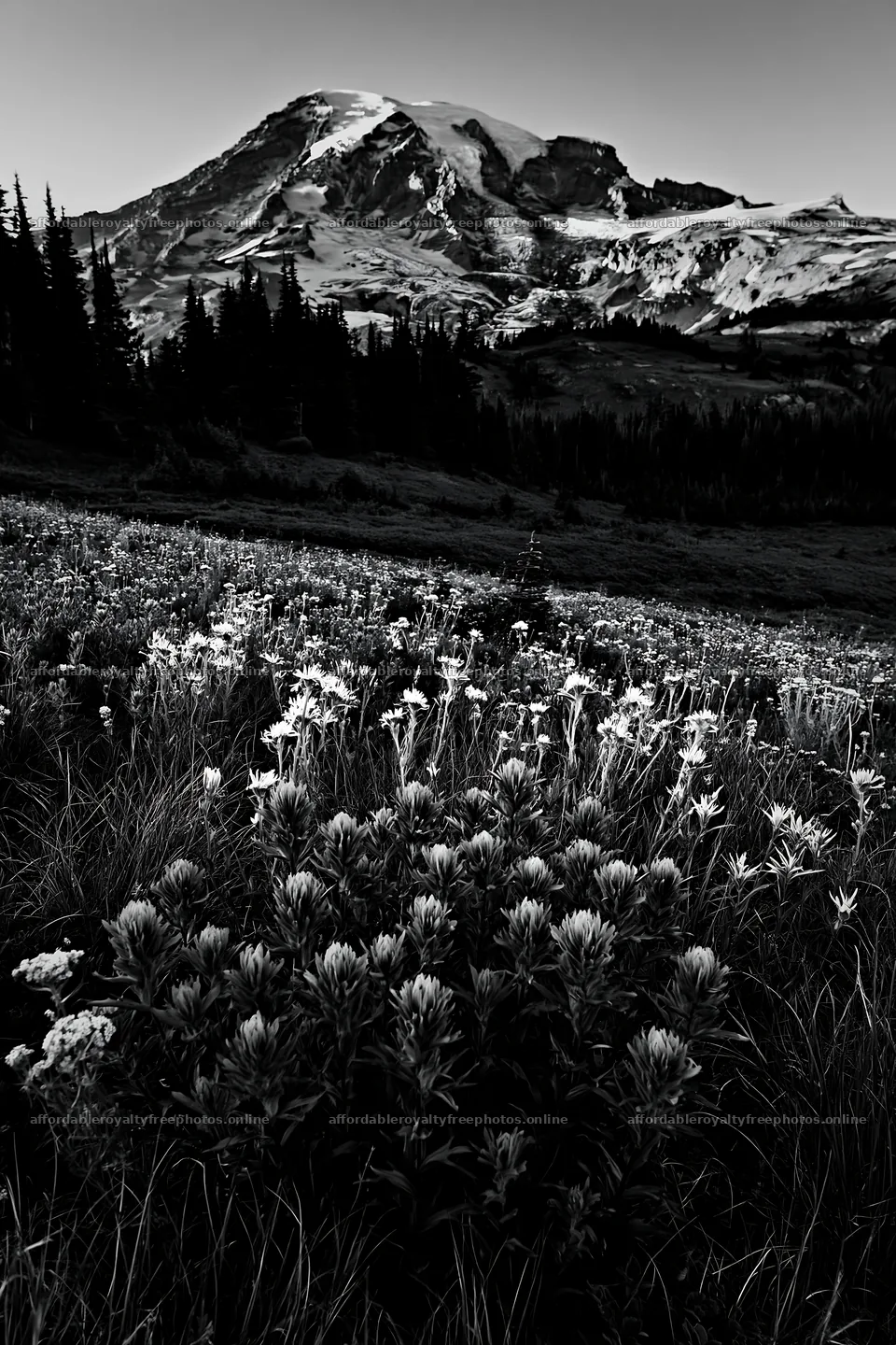 Mount Rainier wildflower meadow at sunrise – royalty-free photos 6480x9722